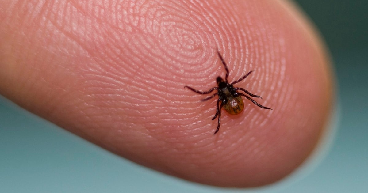 What Do Tick Bites Look Like Tips And Pictures To Identify Them what-do-tick-bites-look-like-tips-and-pictures-to-identify-them
