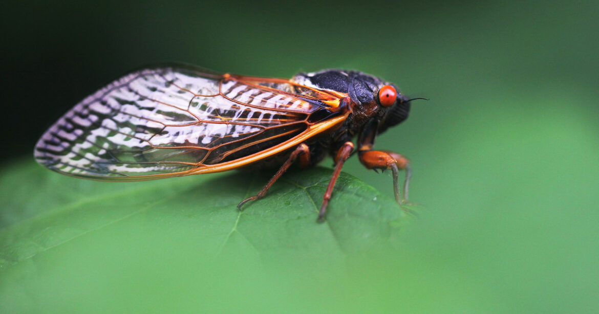 Billions Of Cicadas Will Emerge In The Us This Year In A Rare Double Brood Event Urban News Now